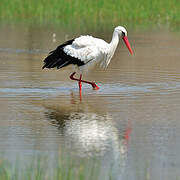 White Stork
