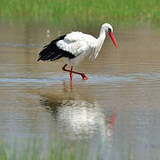 Cigogne blanche