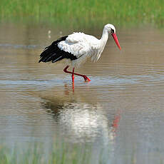 Cigogne blanche