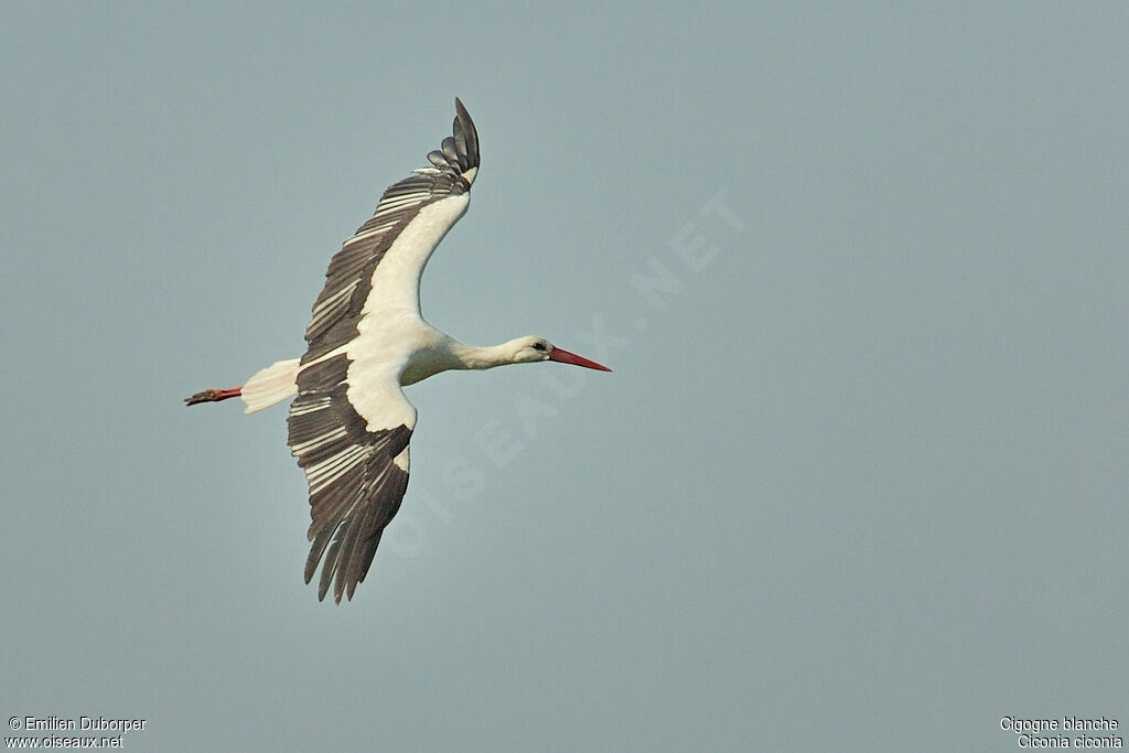 Cigogne blancheadulte, Vol