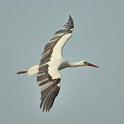 White Stork