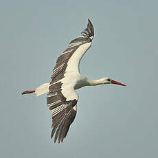 Cigogne blanche