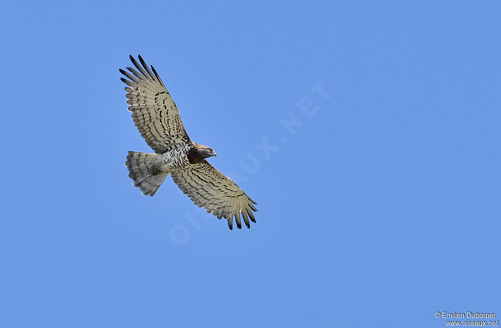 Short-toed Snake Eagle