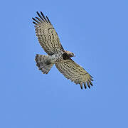 Short-toed Snake Eagle