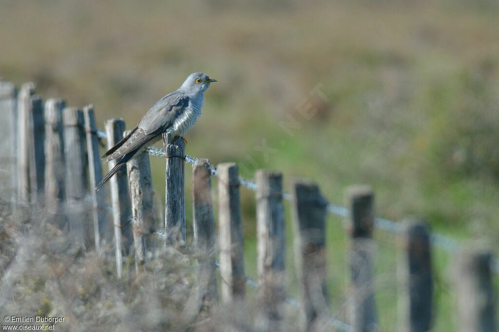 Common Cuckooadult