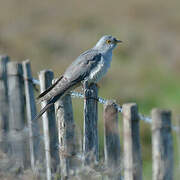 Common Cuckoo