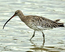 Eurasian Curlew