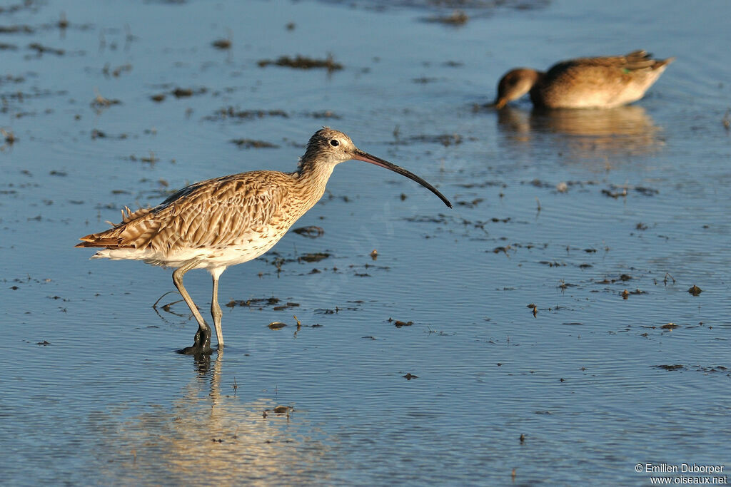 Eurasian Curlew