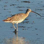 Eurasian Curlew