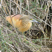 Squacco Heron