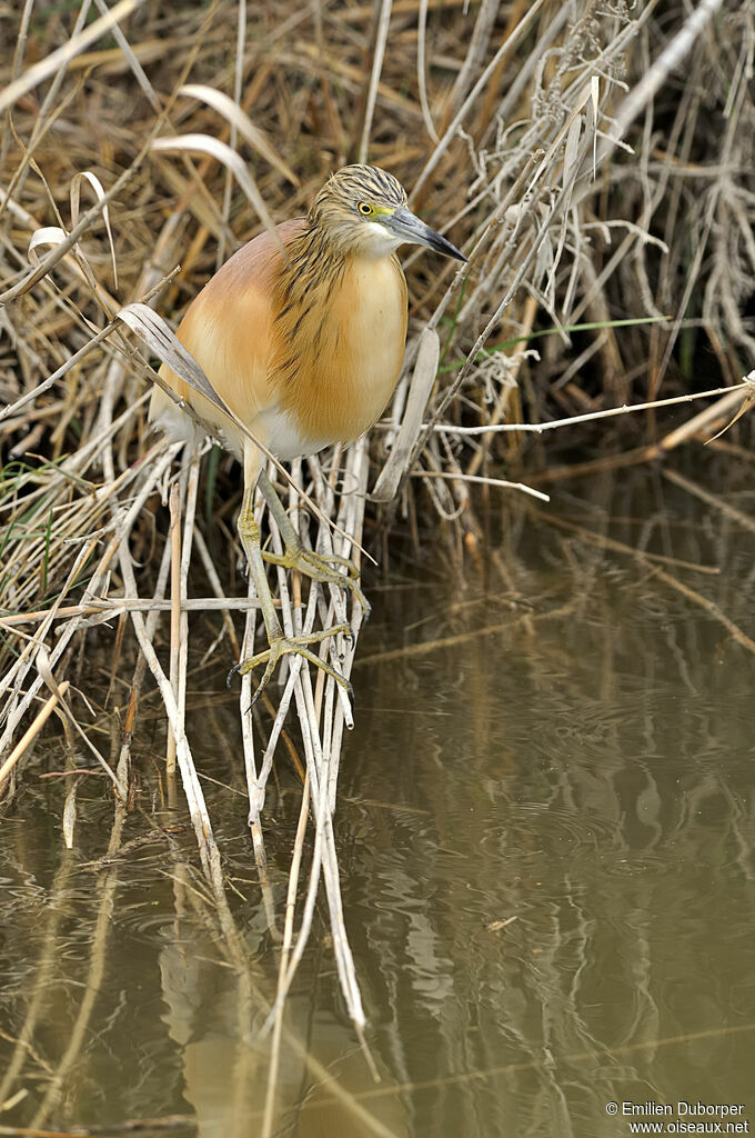 Squacco Heron