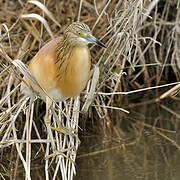 Squacco Heron