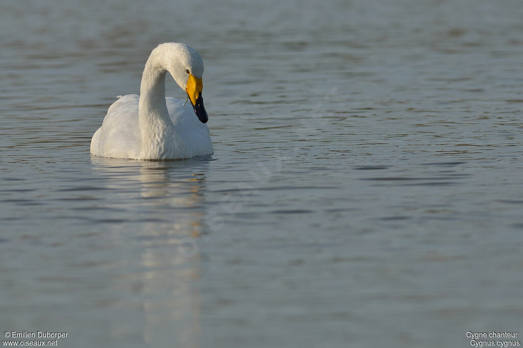 Cygne chanteuradulte