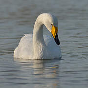 Cygne chanteur