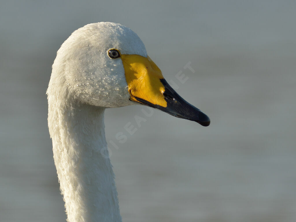 Cygne chanteuradulte