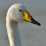 Cygne chanteur