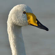 Whooper Swan