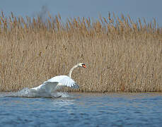 Cygne tuberculé