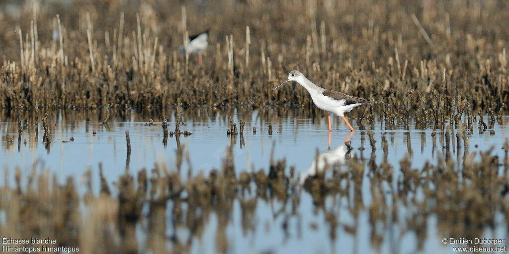 Black-winged Stiltjuvenile