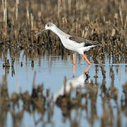 Black-winged Stilt