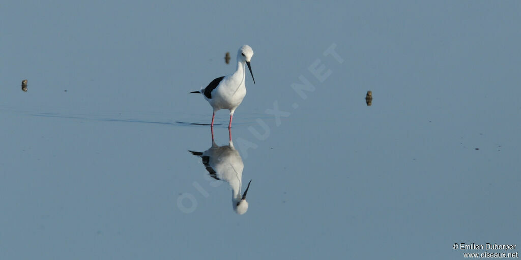 Black-winged Stiltadult