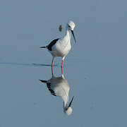 Black-winged Stilt