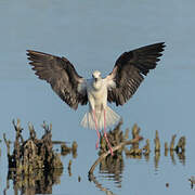 Black-winged Stilt