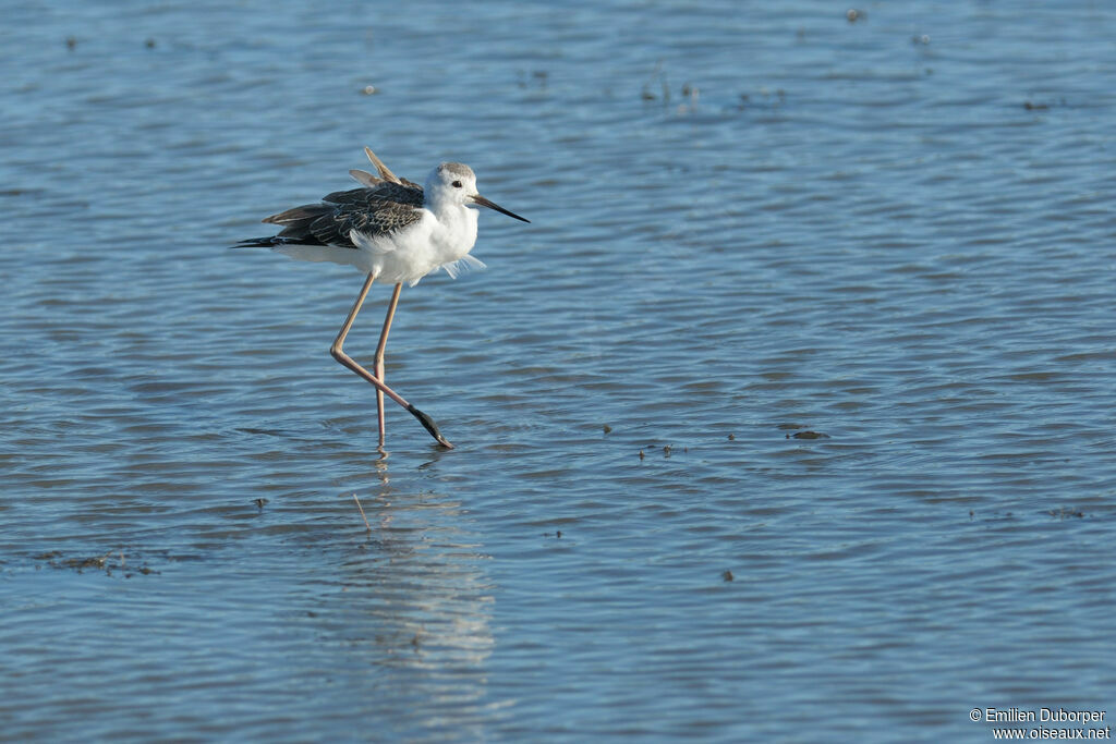 Black-winged Stiltjuvenile