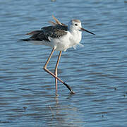 Black-winged Stilt