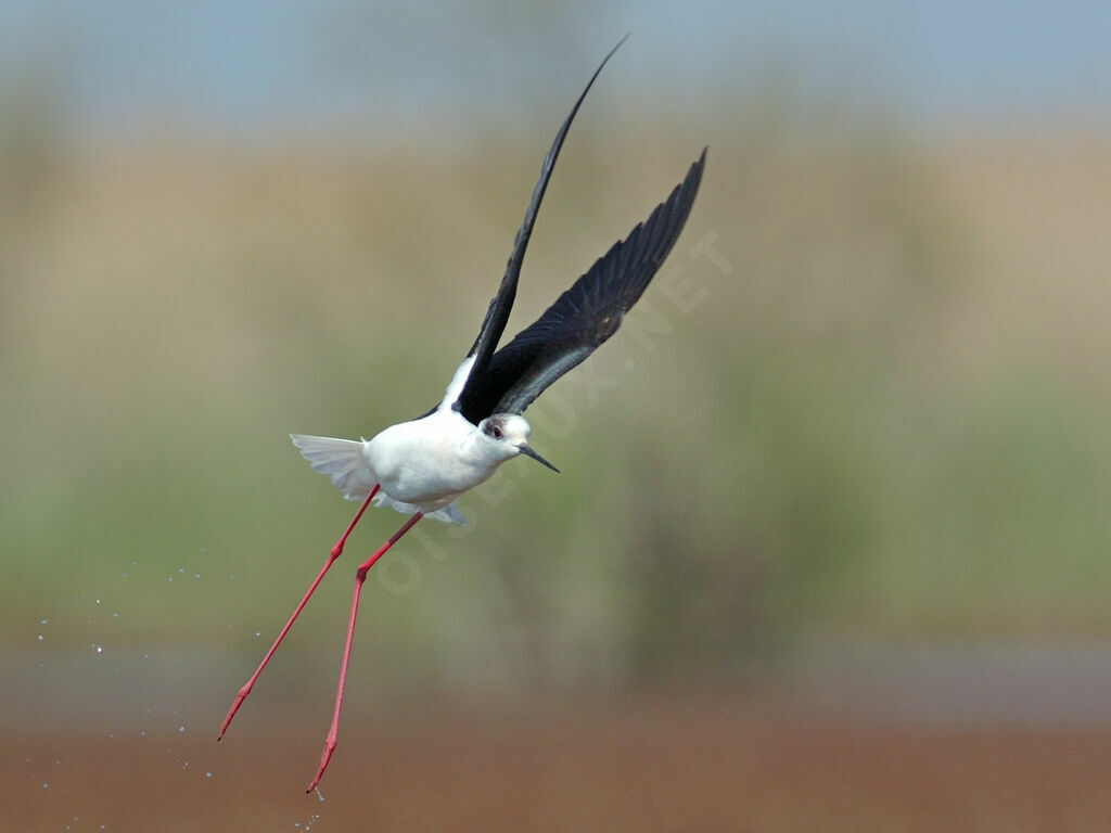 Échasse blanche