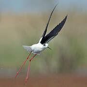 Black-winged Stilt