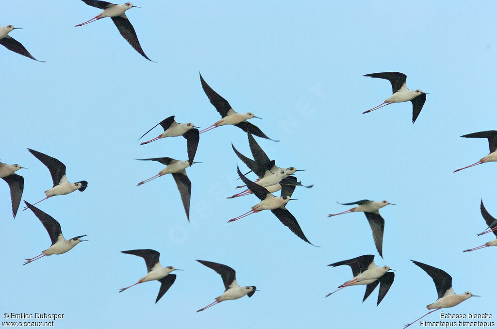 Black-winged Stilt, Flight