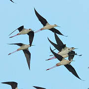 Black-winged Stilt