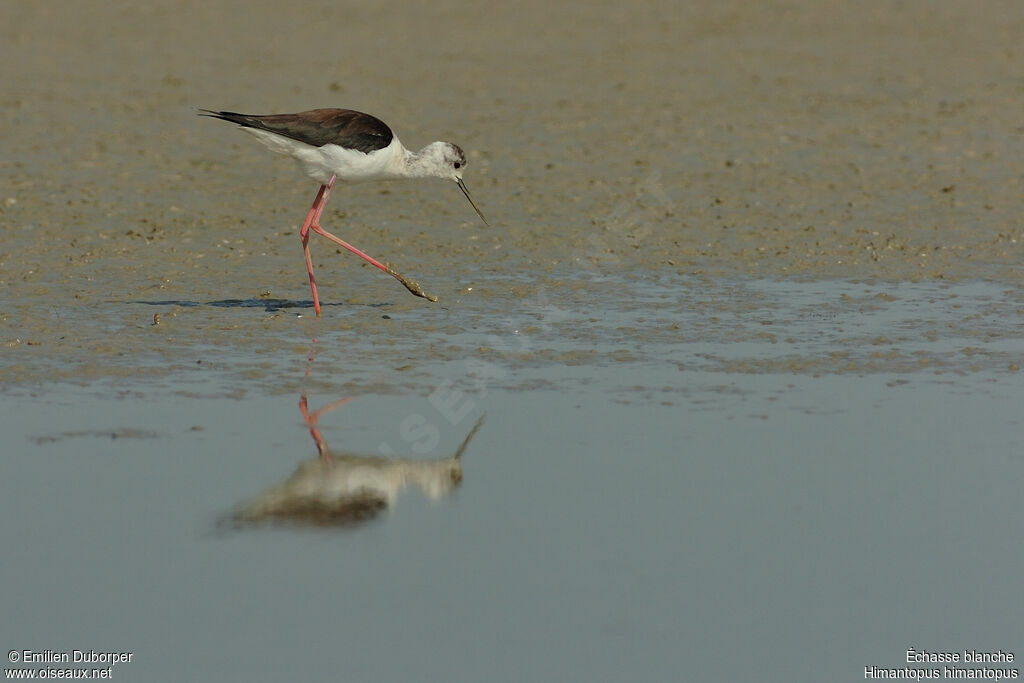 Black-winged Stilt female