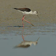 Black-winged Stilt