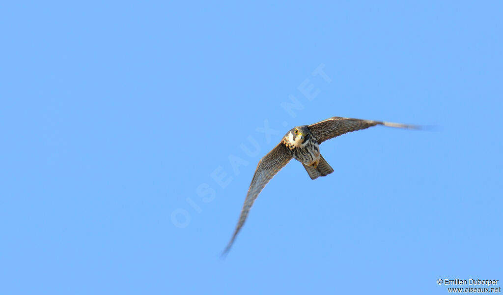 Eurasian Hobby