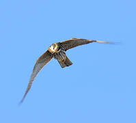 Eurasian Hobby