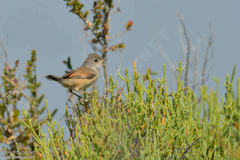 Spectacled Warbler female adult, identification