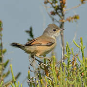 Spectacled Warbler