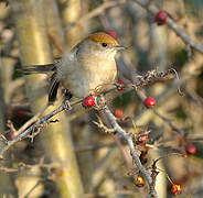 Eurasian Blackcap