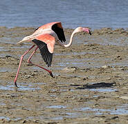 Flamant rose