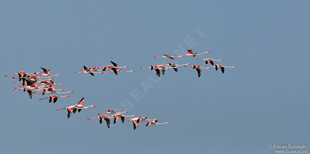 Greater Flamingo