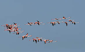 Greater Flamingo