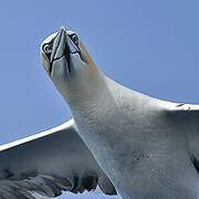 Northern Gannet