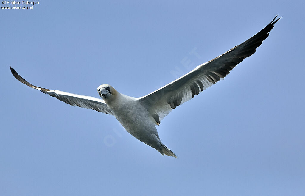 Northern Gannetjuvenile