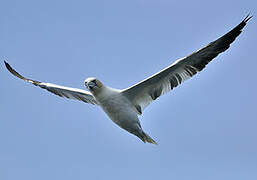 Northern Gannet