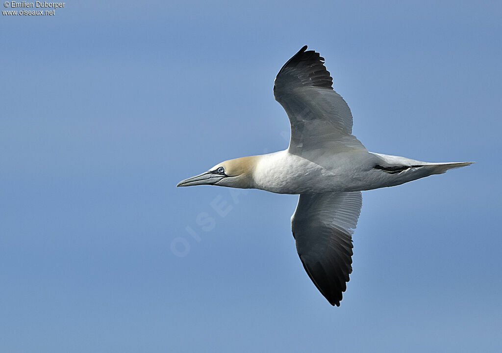 Northern Gannetadult