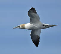 Northern Gannet