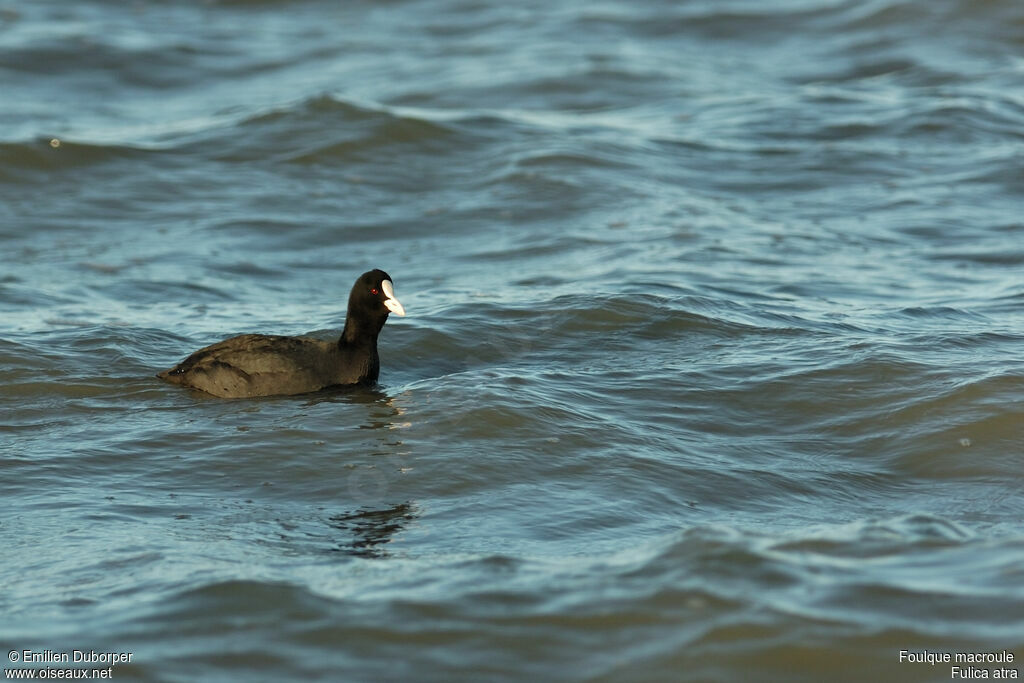 Eurasian Cootadult