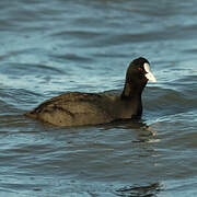 Eurasian Coot